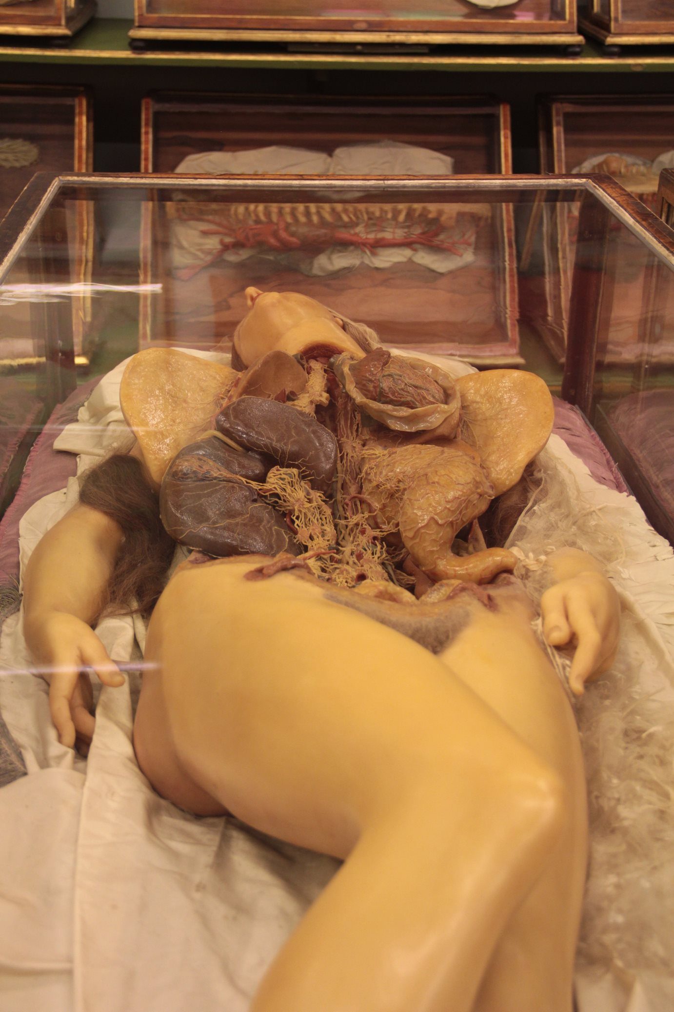 La Specola, The Natural History Museum of the University of Florence (9).JPG